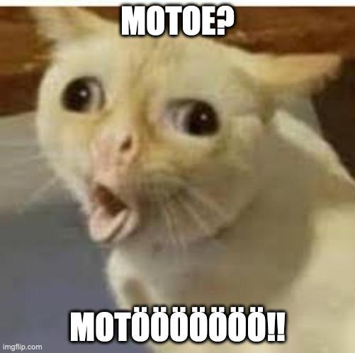 motoe_cat.jpg.062c78e7196617a237a04d6ad19b8265.jpg